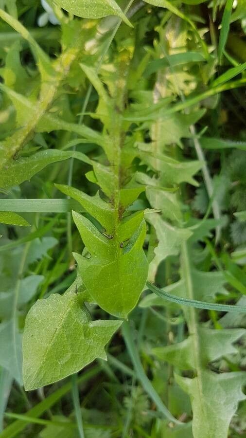 Taraxacum campylodes — repeat bloomer houseplant