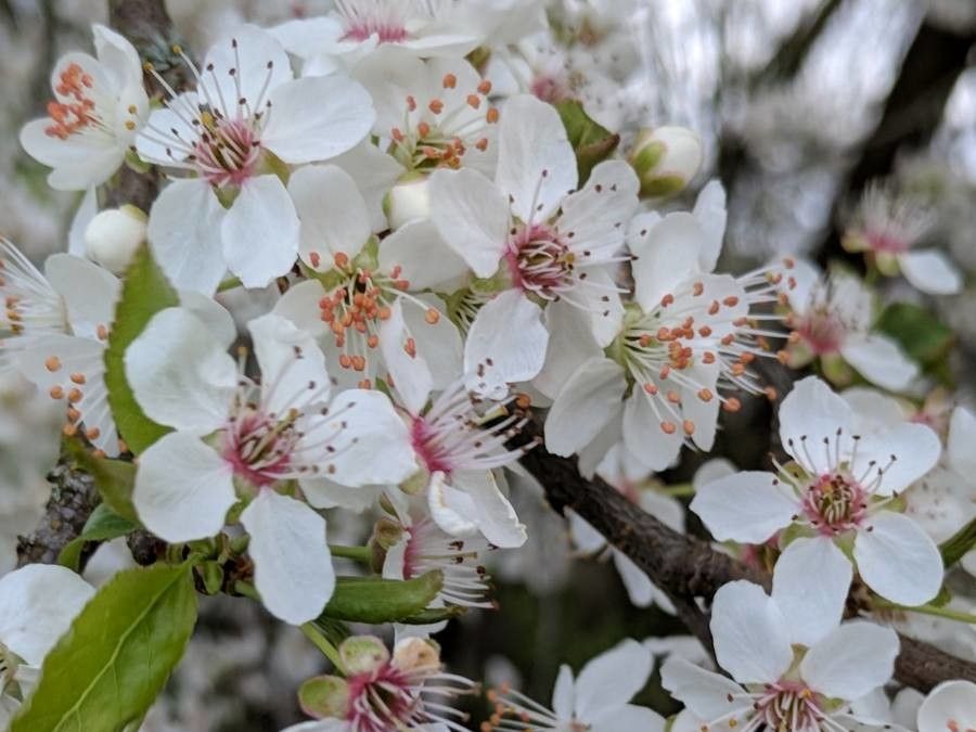 Prunus x cerea flower