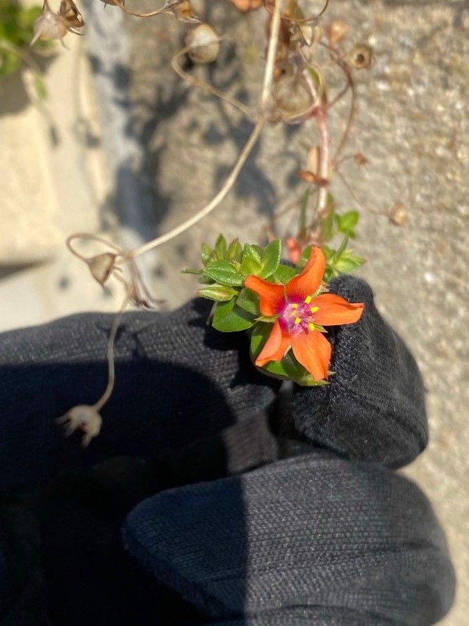 Lysimachia tenella flower