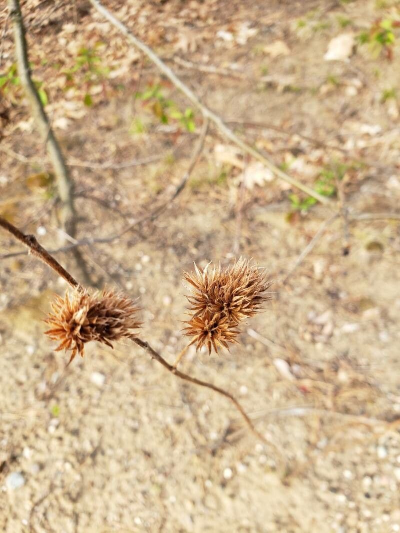 Lespedeza capitata fruit