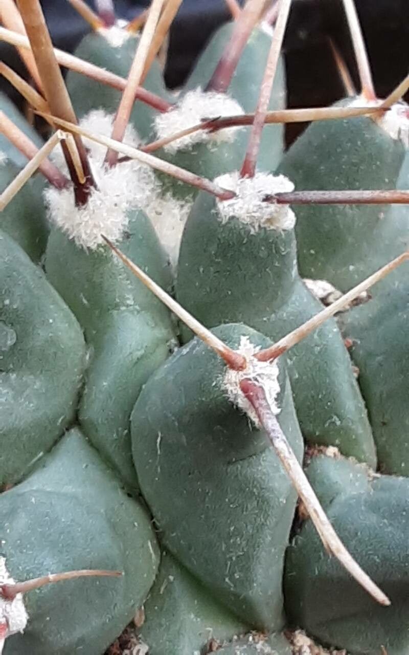 Thelocactus rinconensis flower