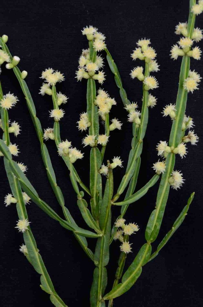 Baccharis crispa flower