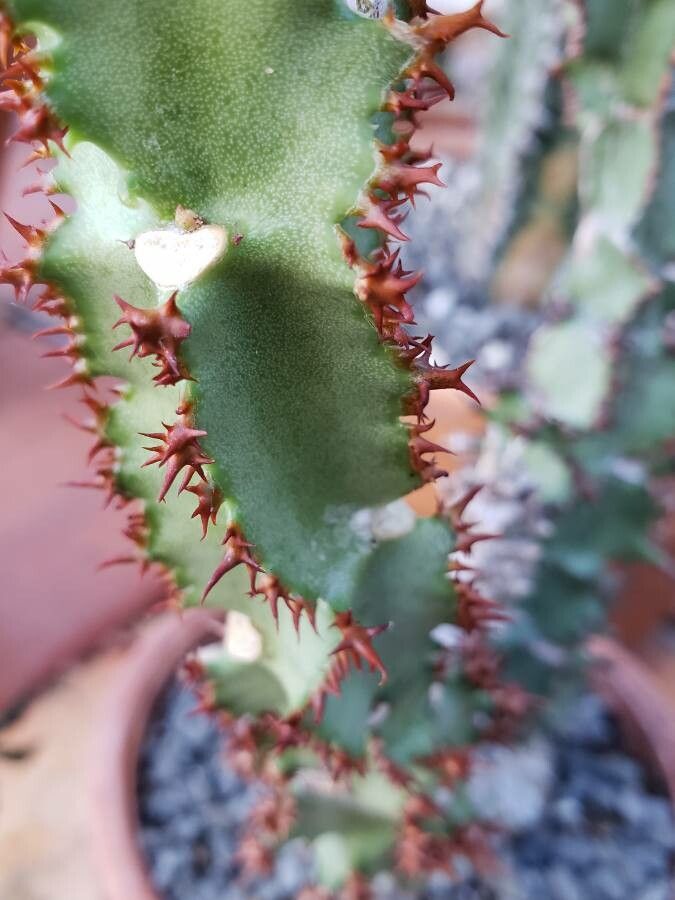 Euphorbia magnifica — houseplant care guide