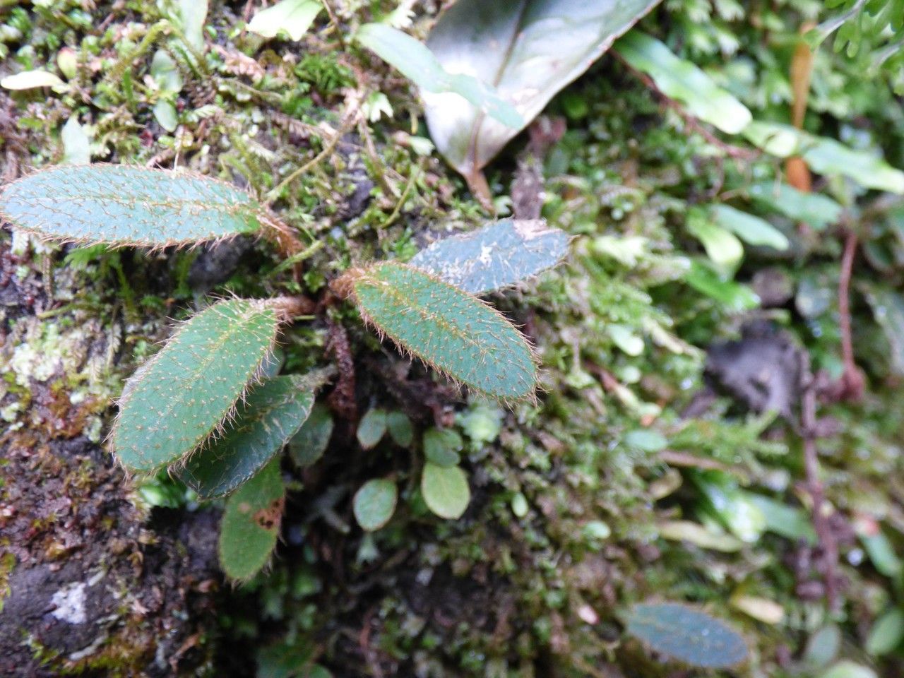 Elaphoglossum spatulatum leaf