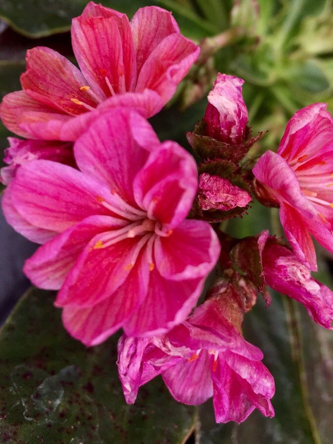 Lewisia cotyledon flower