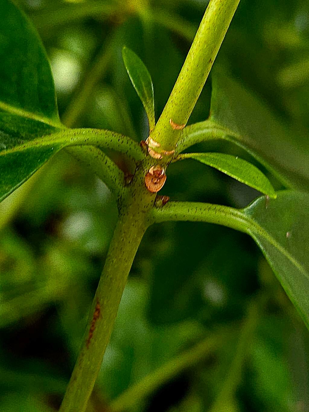 Rhododendron loranthiflorum bark