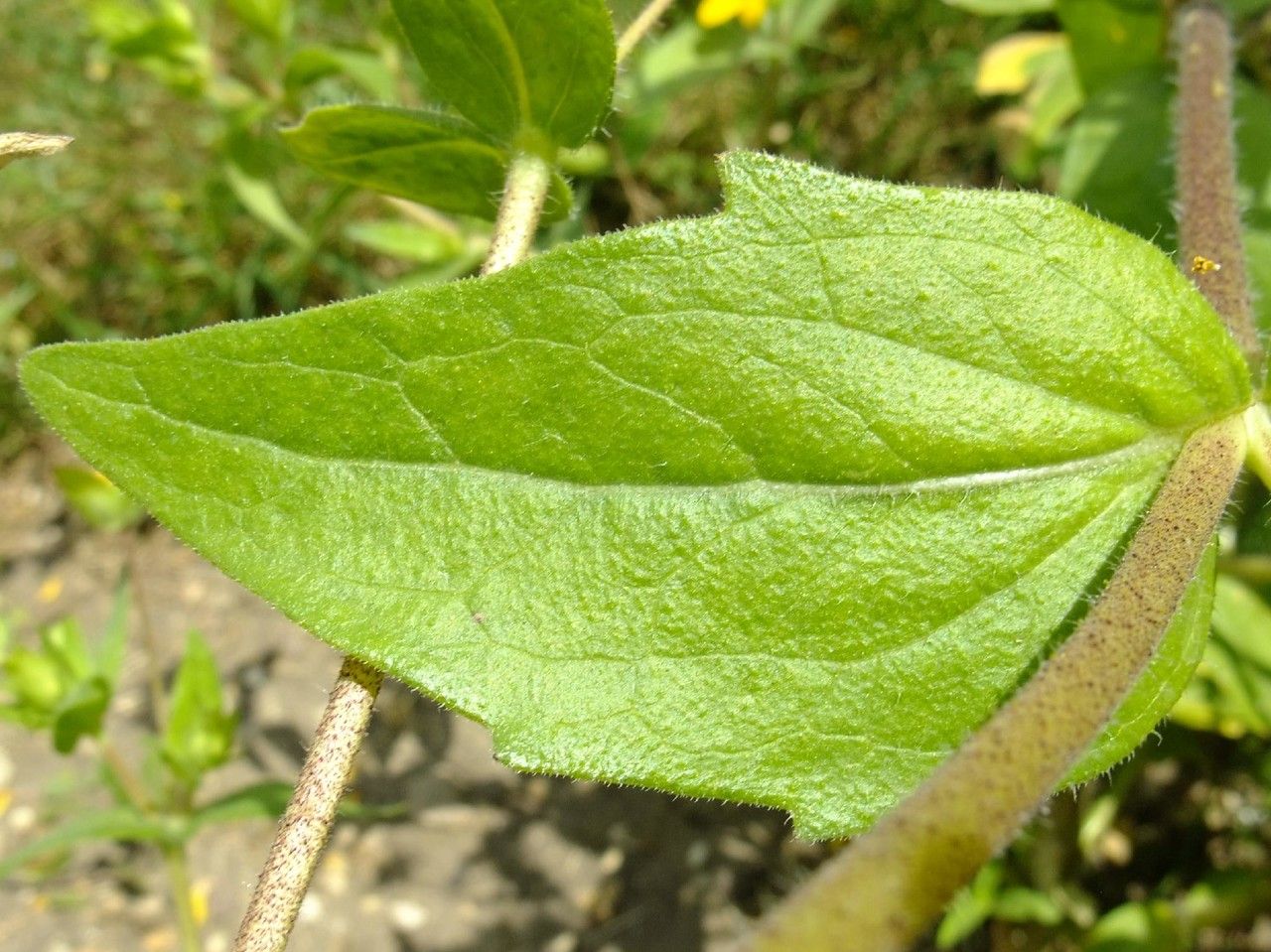 Lindheimera texana leaf
