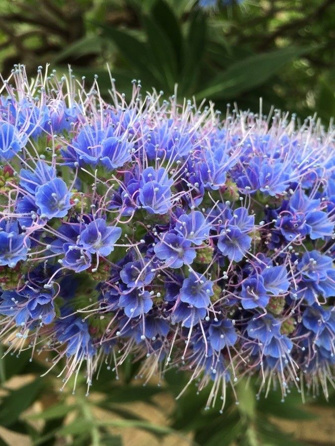 Echium webbii flower