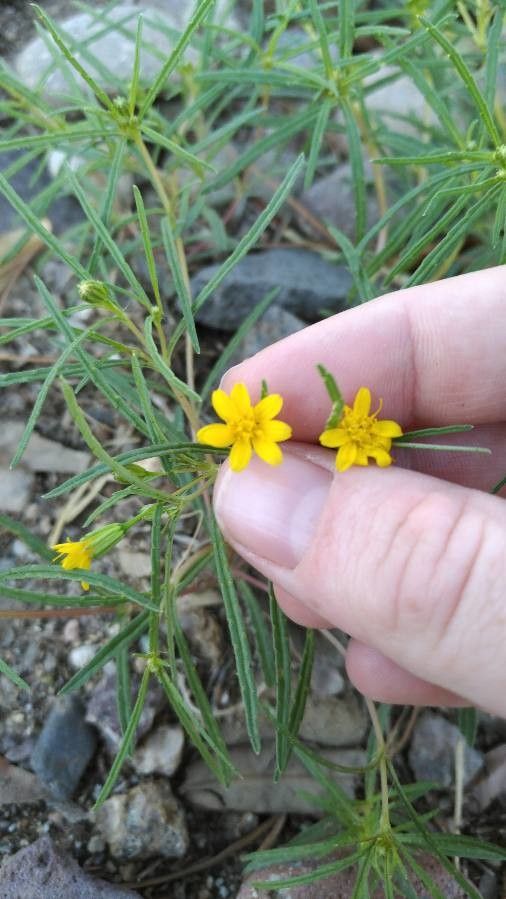 Pectis papposa flower