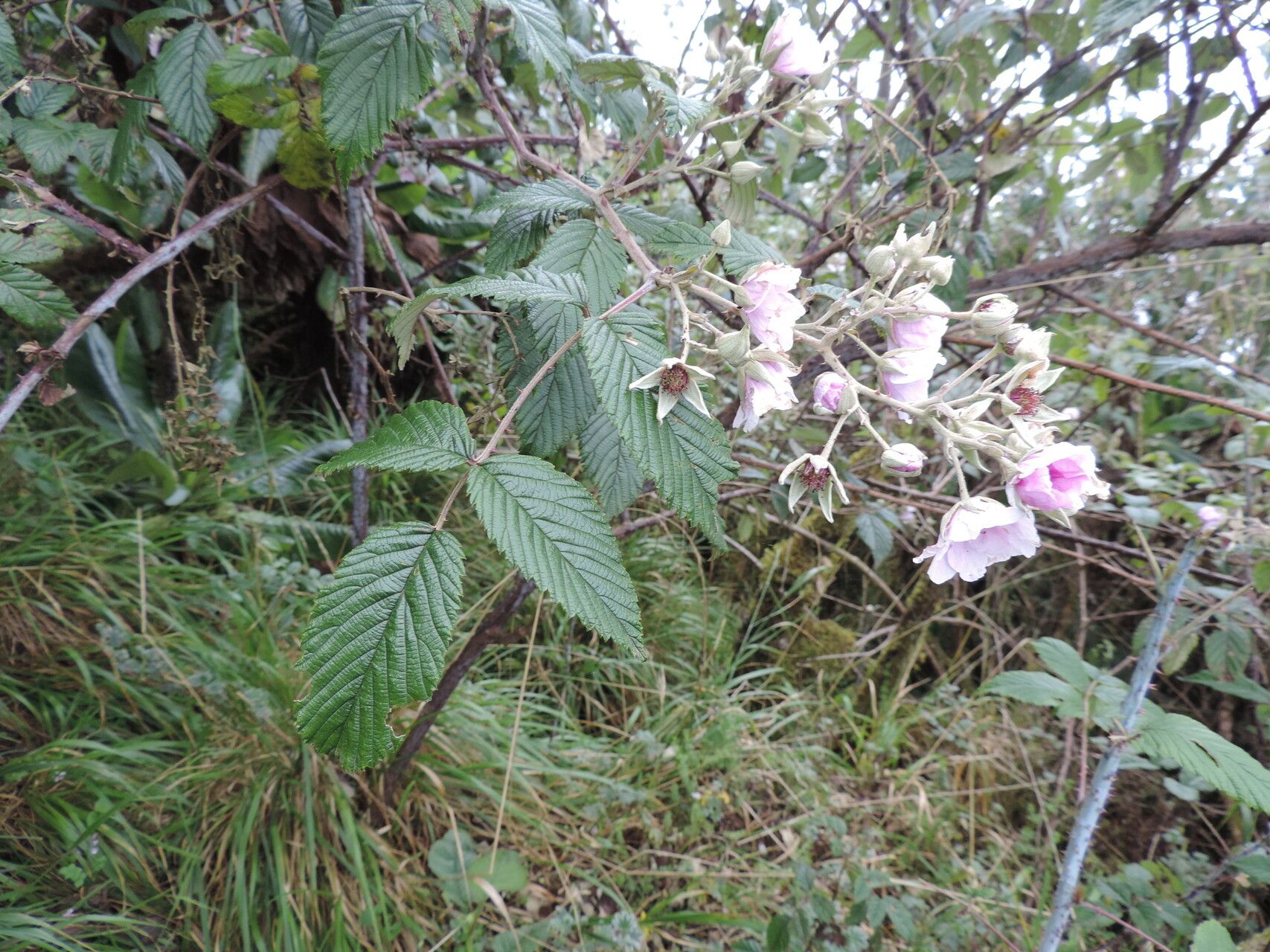 Rubus runssorensis habit