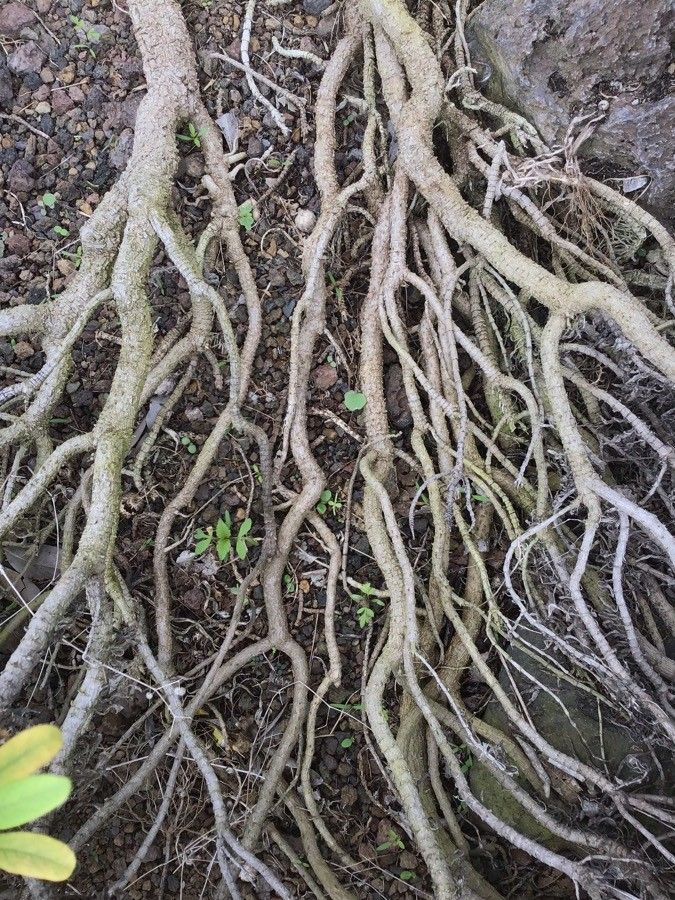 Pterocephalus virens bark