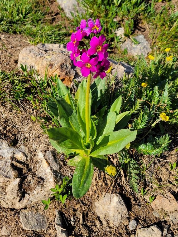 Primula parryi habit