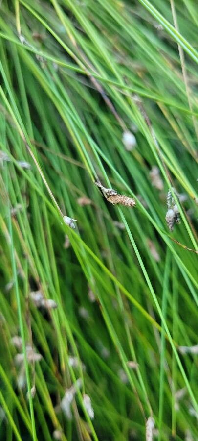 Isolepis cernua fruit