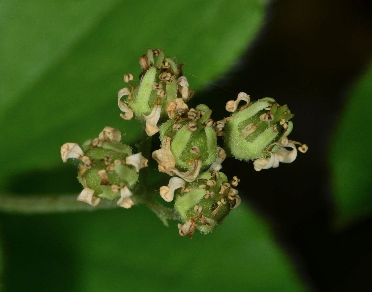 Whipplea modesta fruit