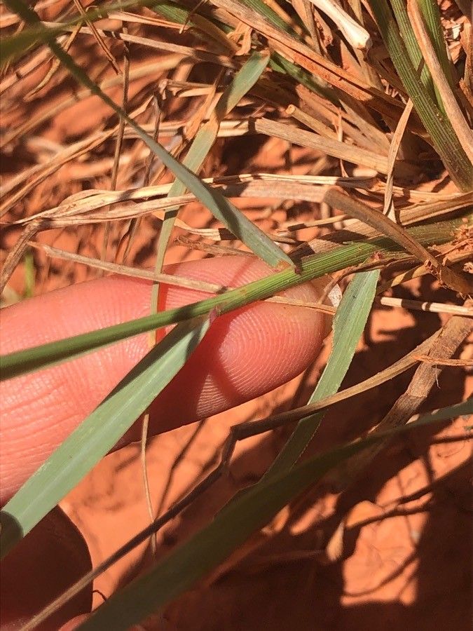 Tridens albescens leaf