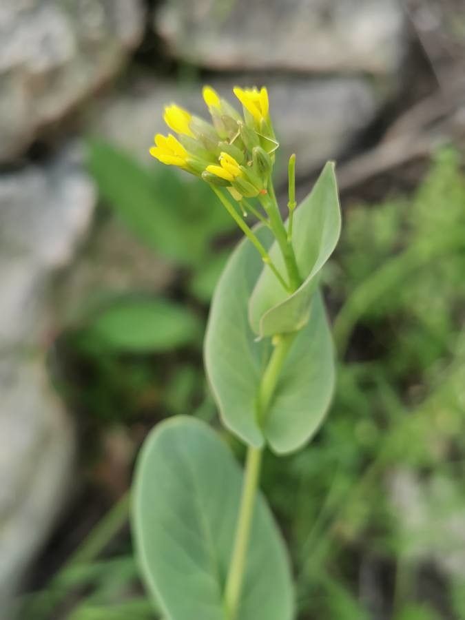 Conringia austriaca flower