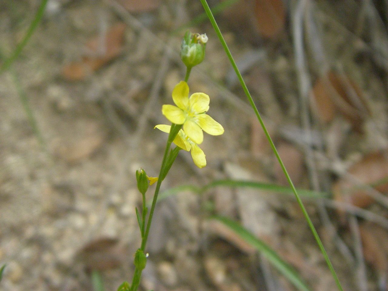 Linum neomexicanum habit
