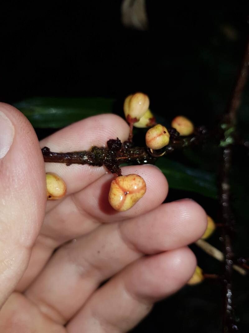 Maytenus woodsonii fruit