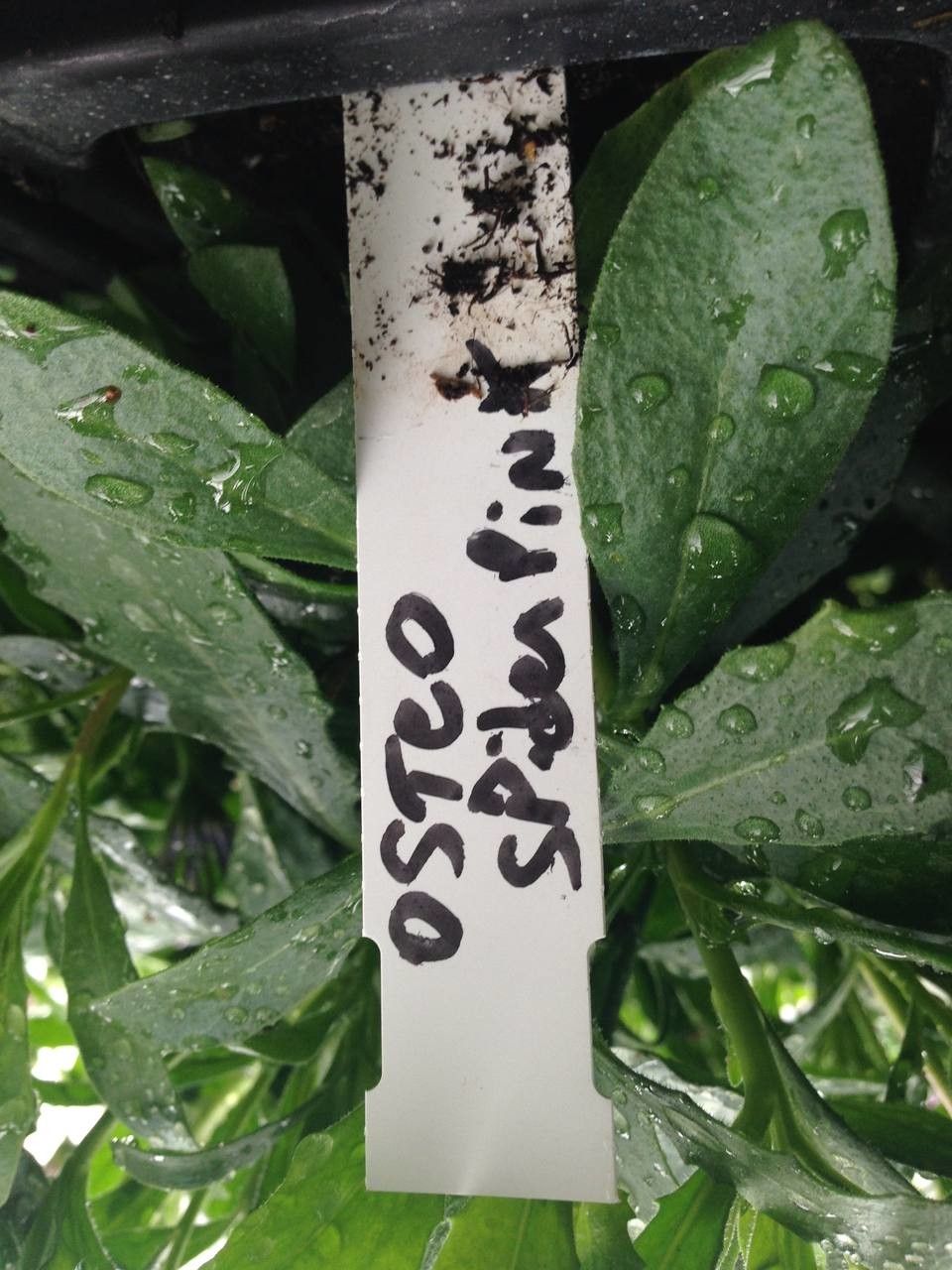 Osteospermum spp. fruit