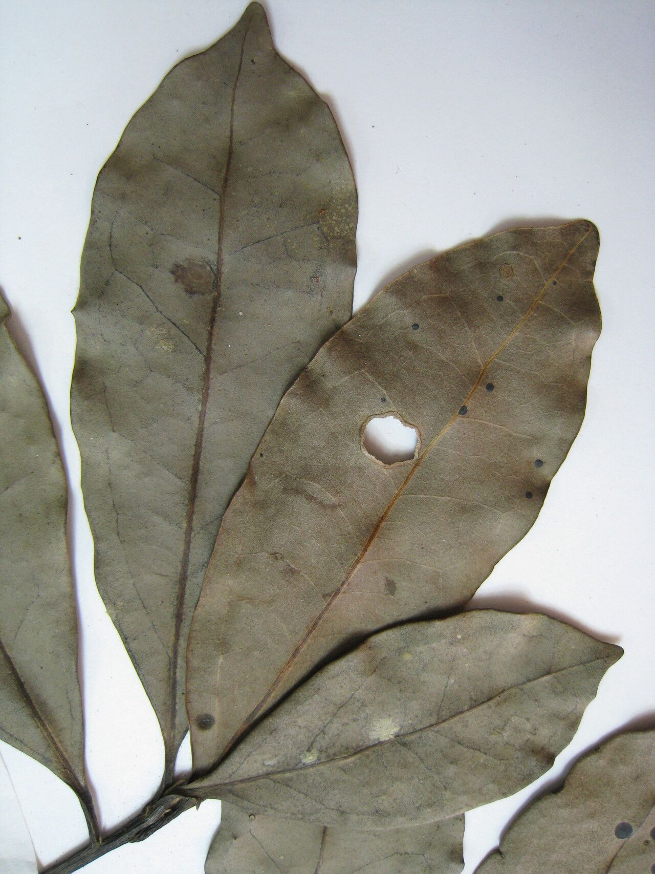 Rhodostemonodaphne elephantopus other