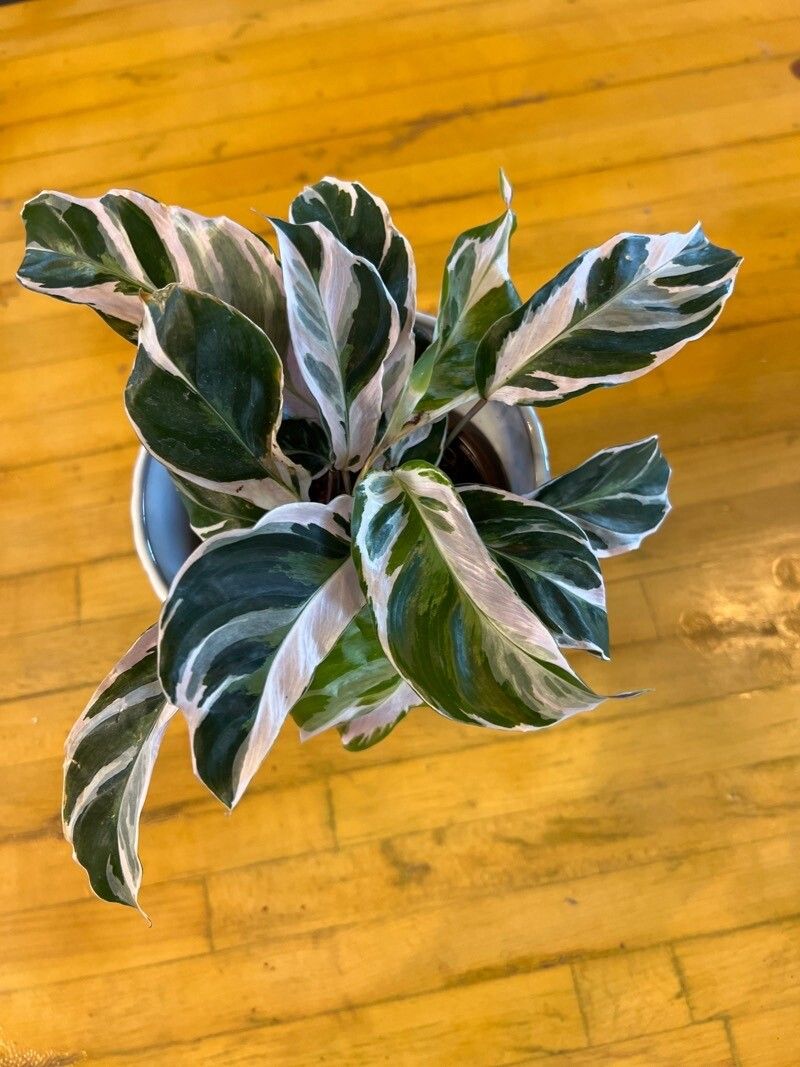 Goeppertia lietzei leaf