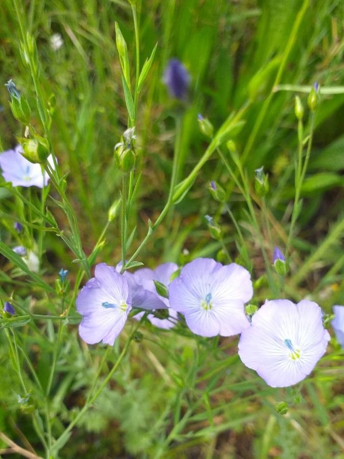 Linum usitatissimum flower