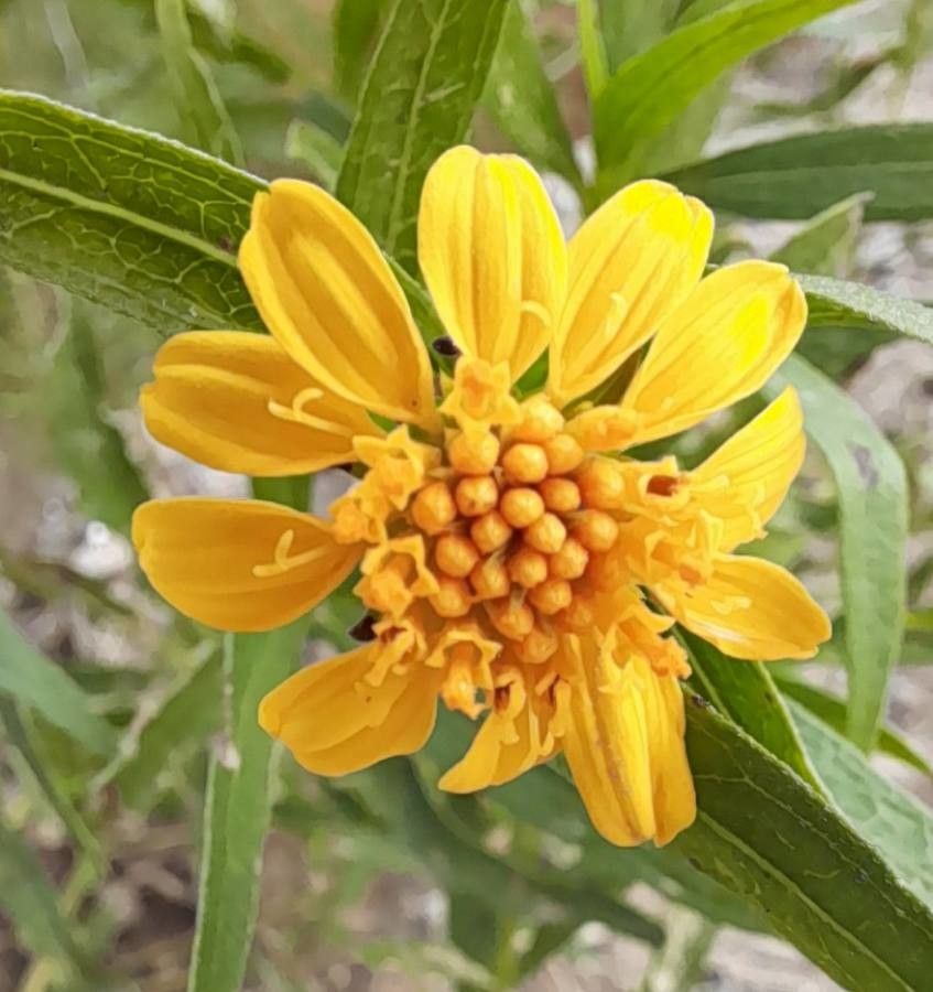 Pascalia glauca flower