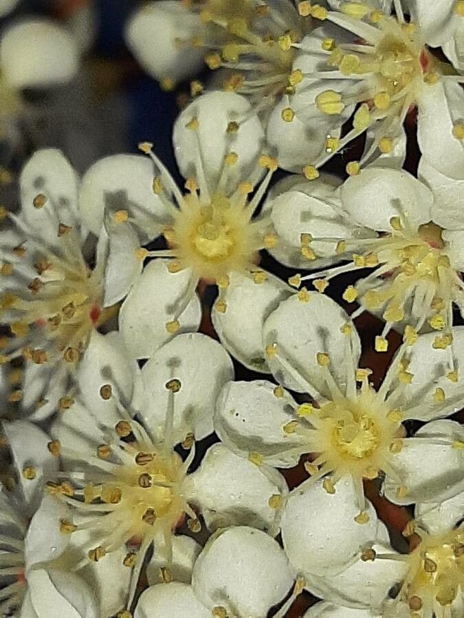 Photinia serrulata flower