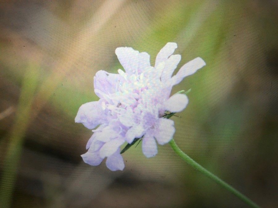 Scabiosa canescens flower