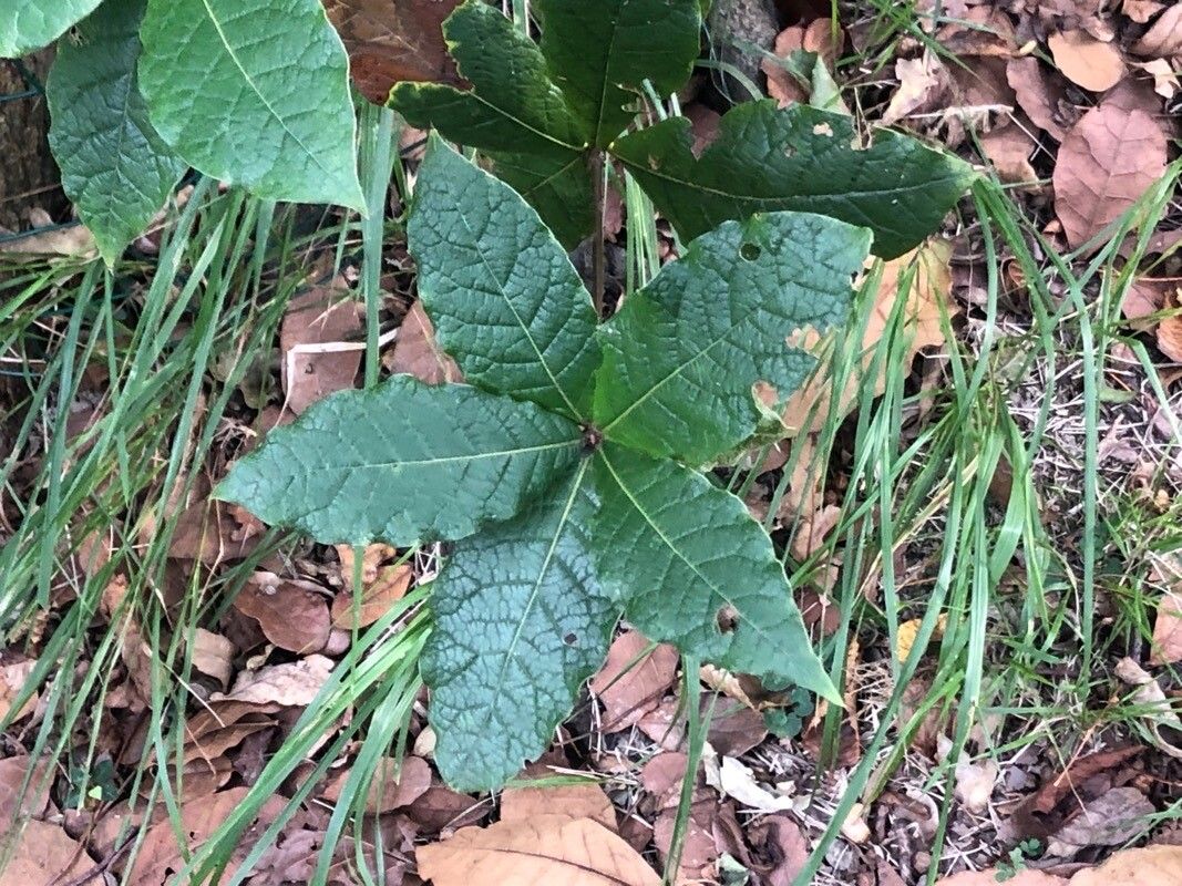 Quercus costaricensis — houseplant care guide