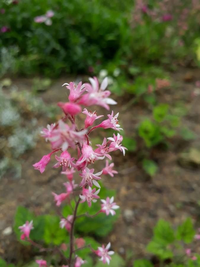 Heuchera caespitosa