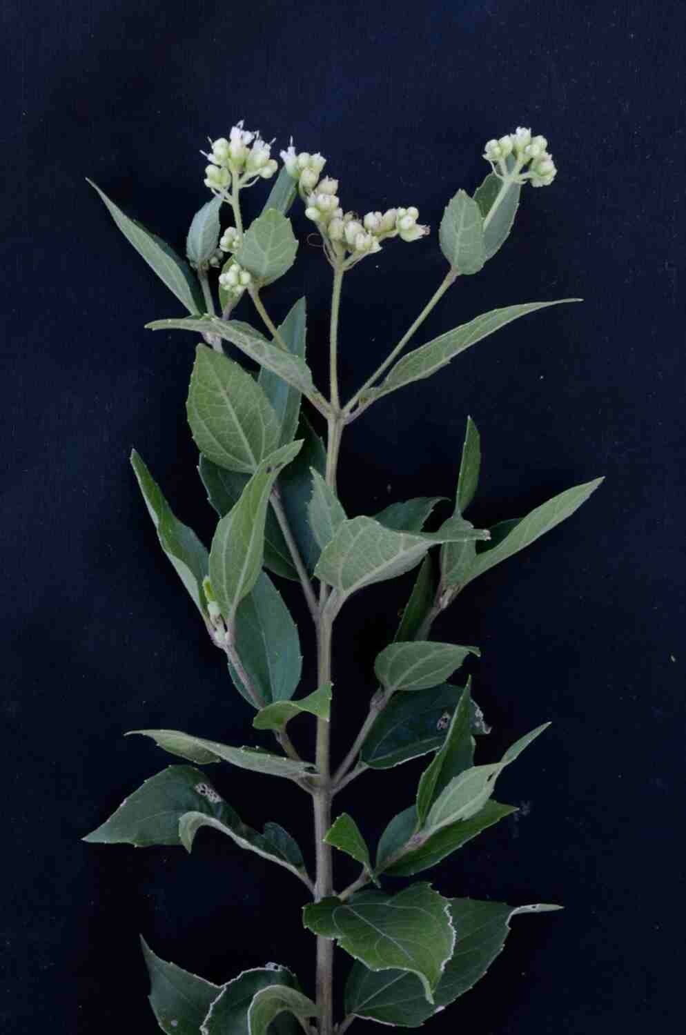 Clibadium armanii leaf