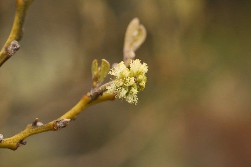 Acacia heterophylla flower