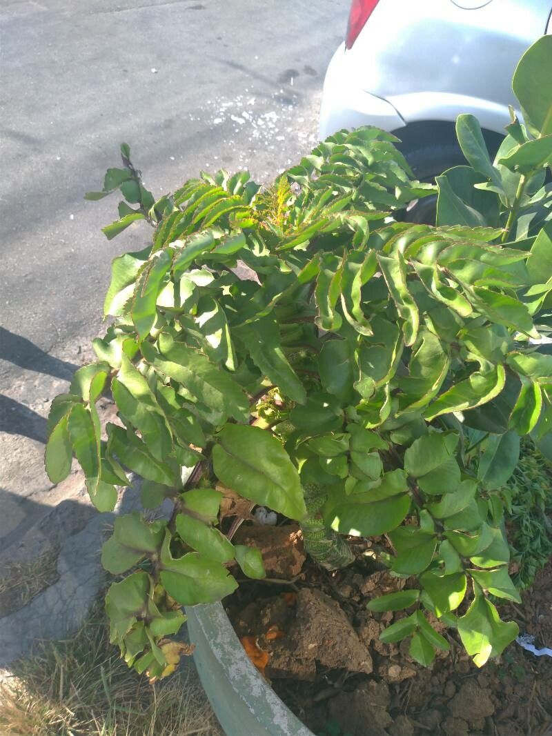 Kalanchoe prolifera habit
