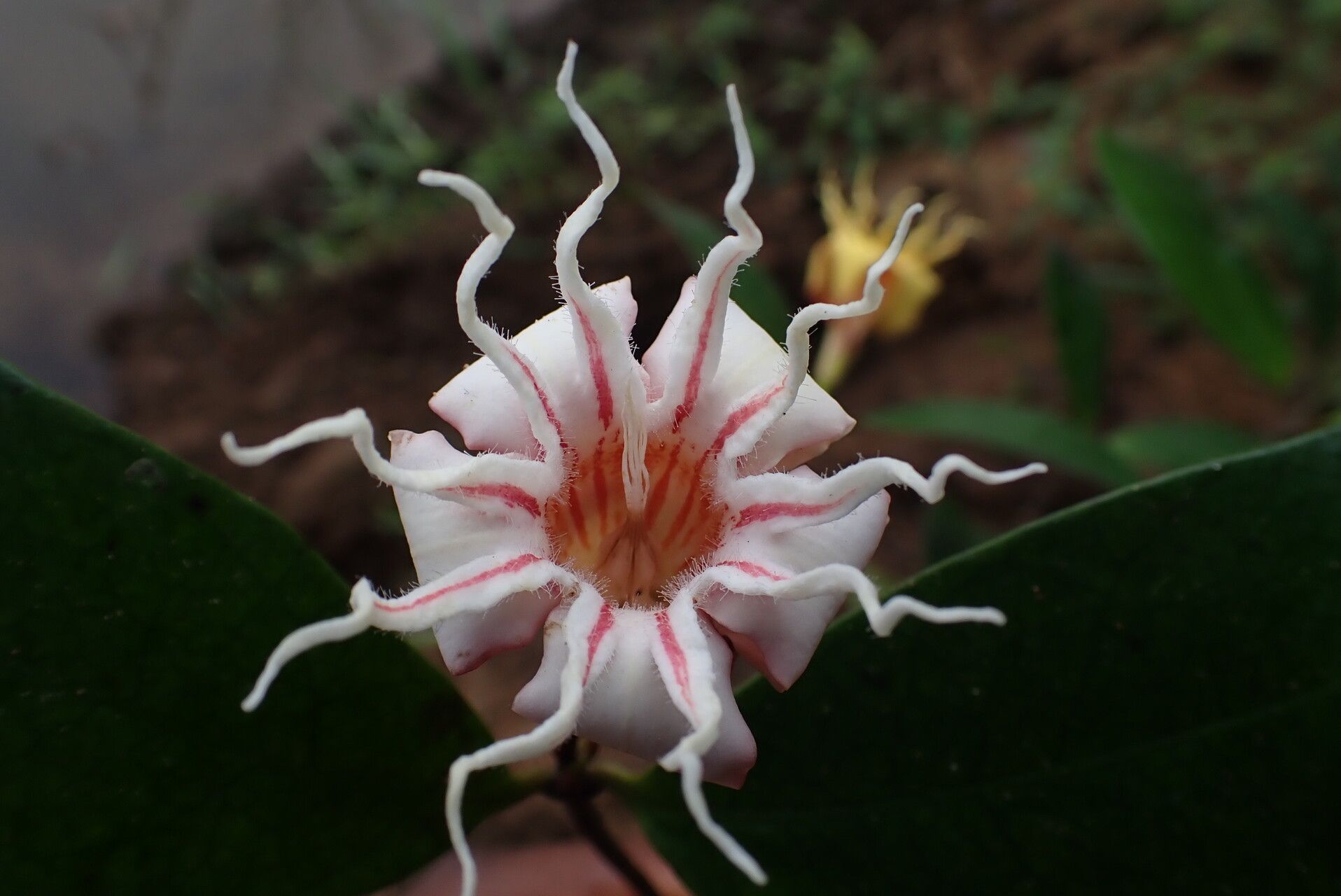Strophanthus thollonii flower