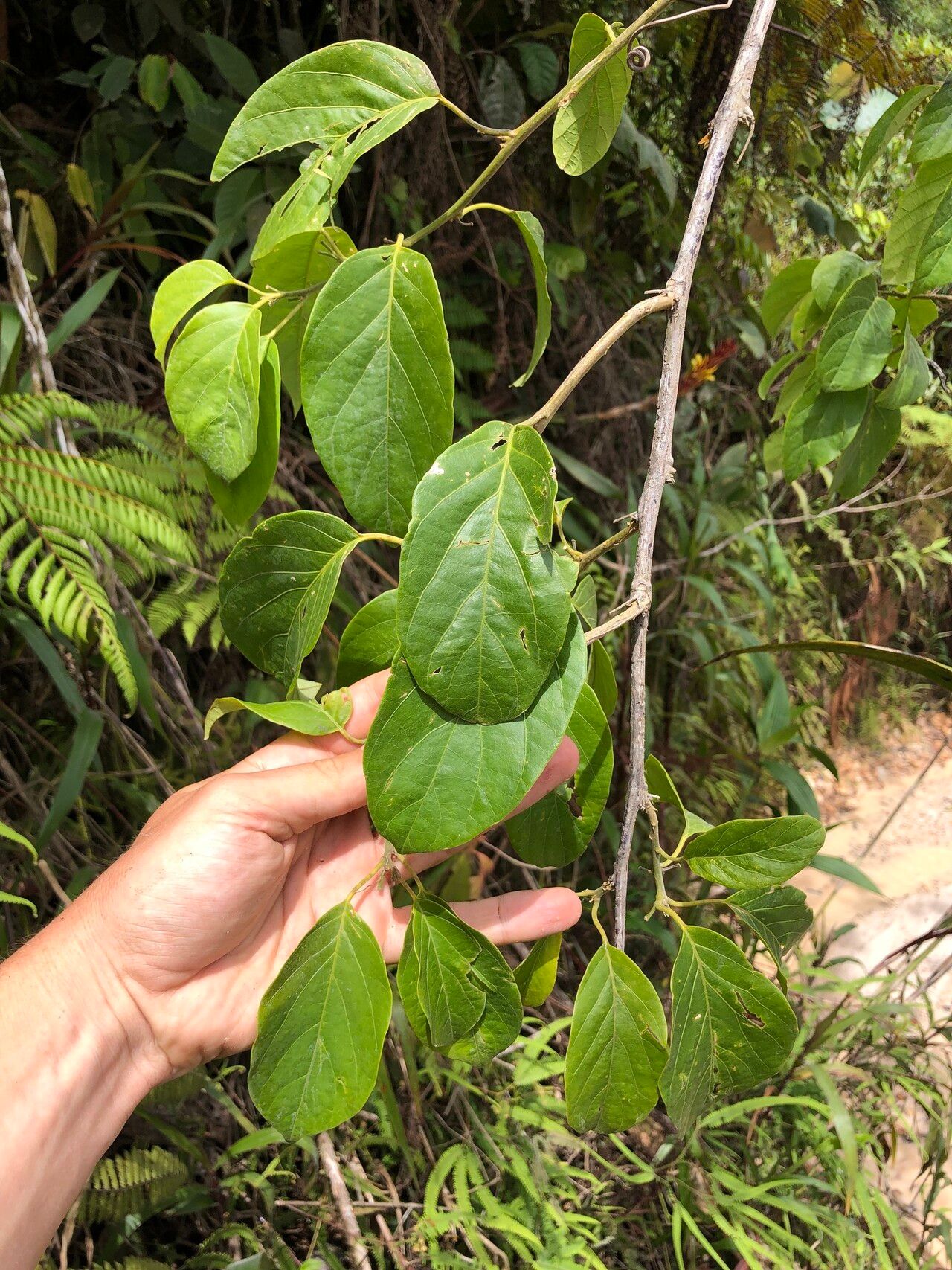 Passiflora tessmannii — houseplant care guide