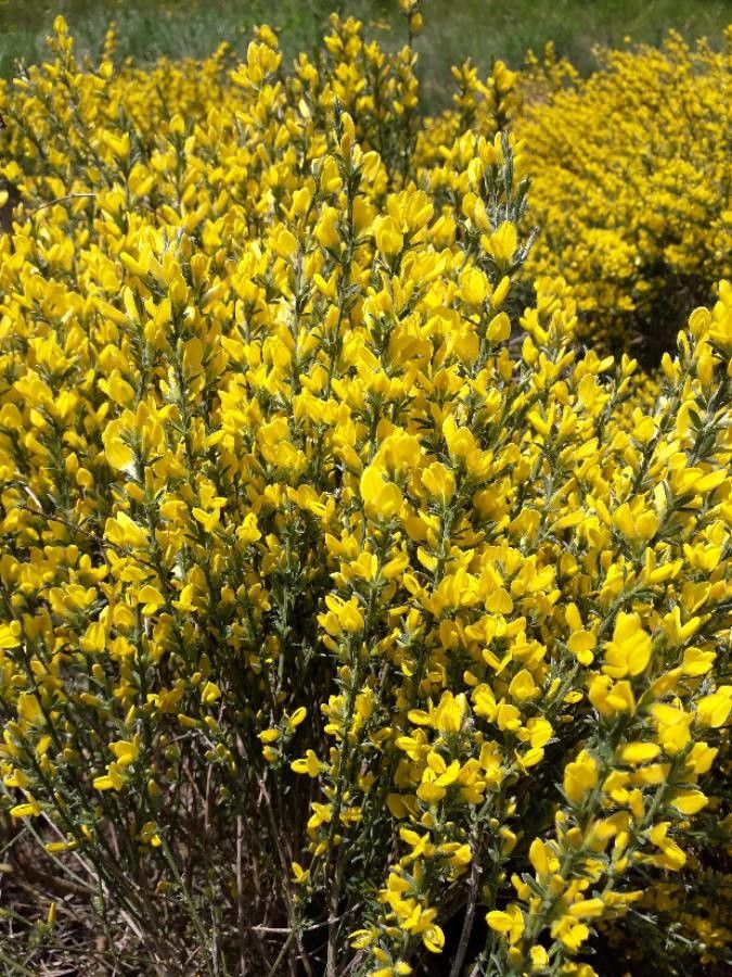 Genista cinerea flower