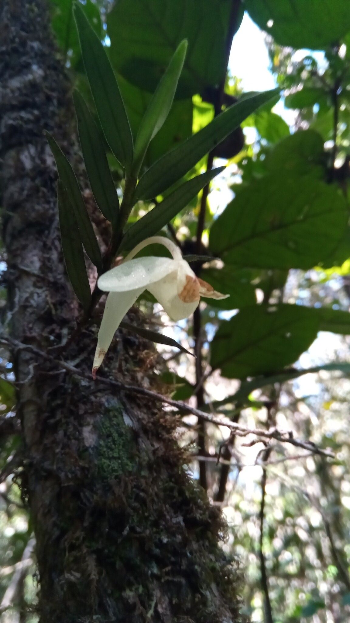 Angraecum platycornu — houseplant care guide