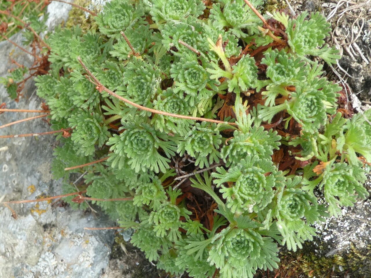Saxifraga pubescens bark