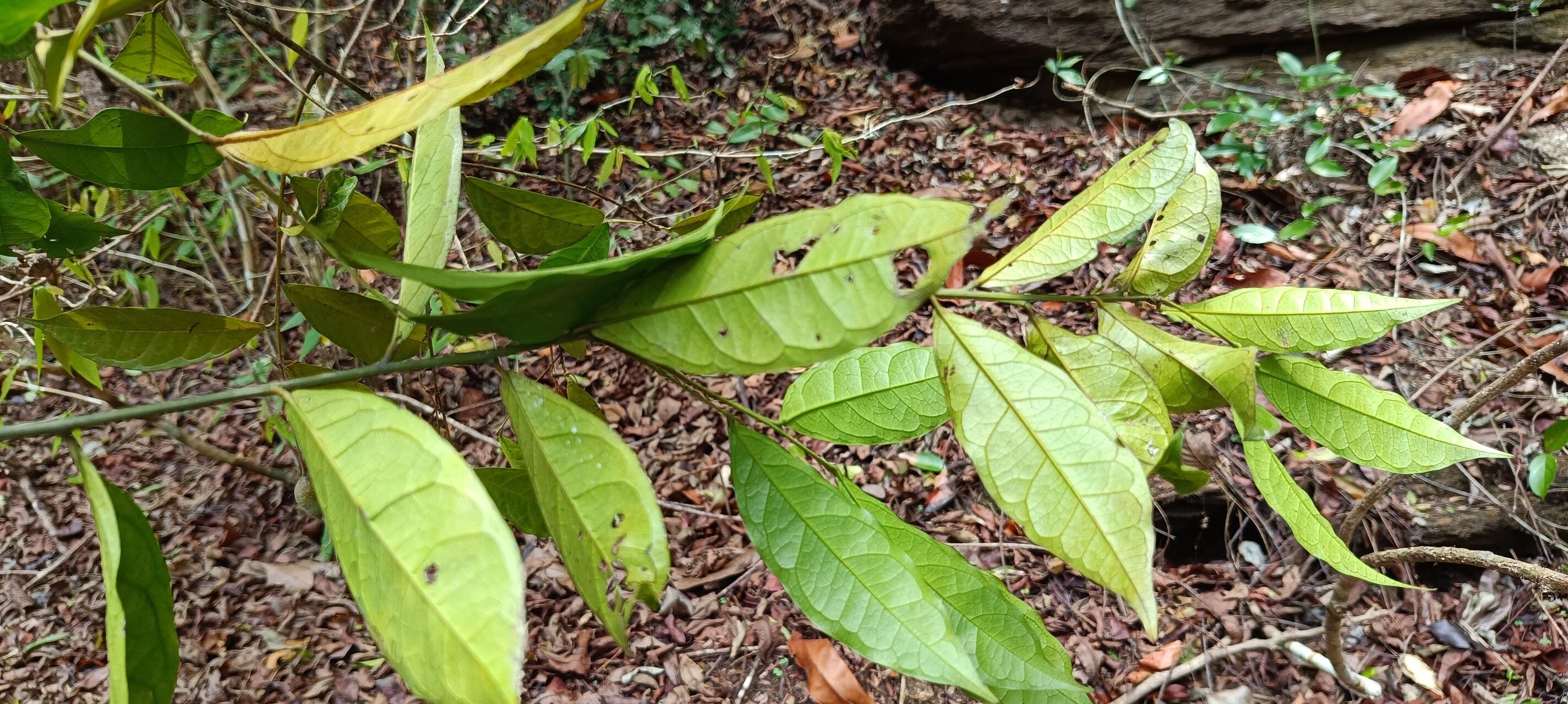 Maerua duchesnei leaf