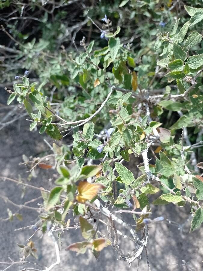 Salvia melissodora flower