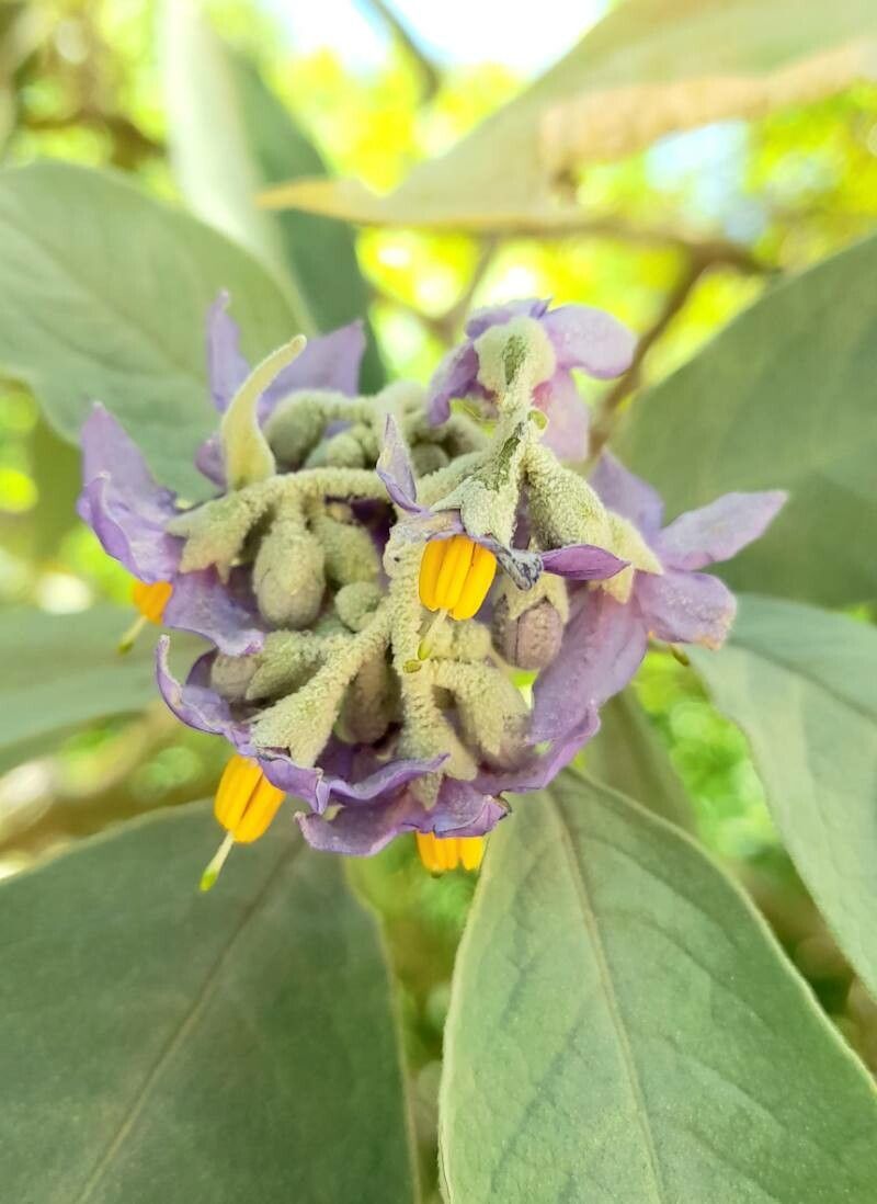 Solanum granuloso-leprosum flower