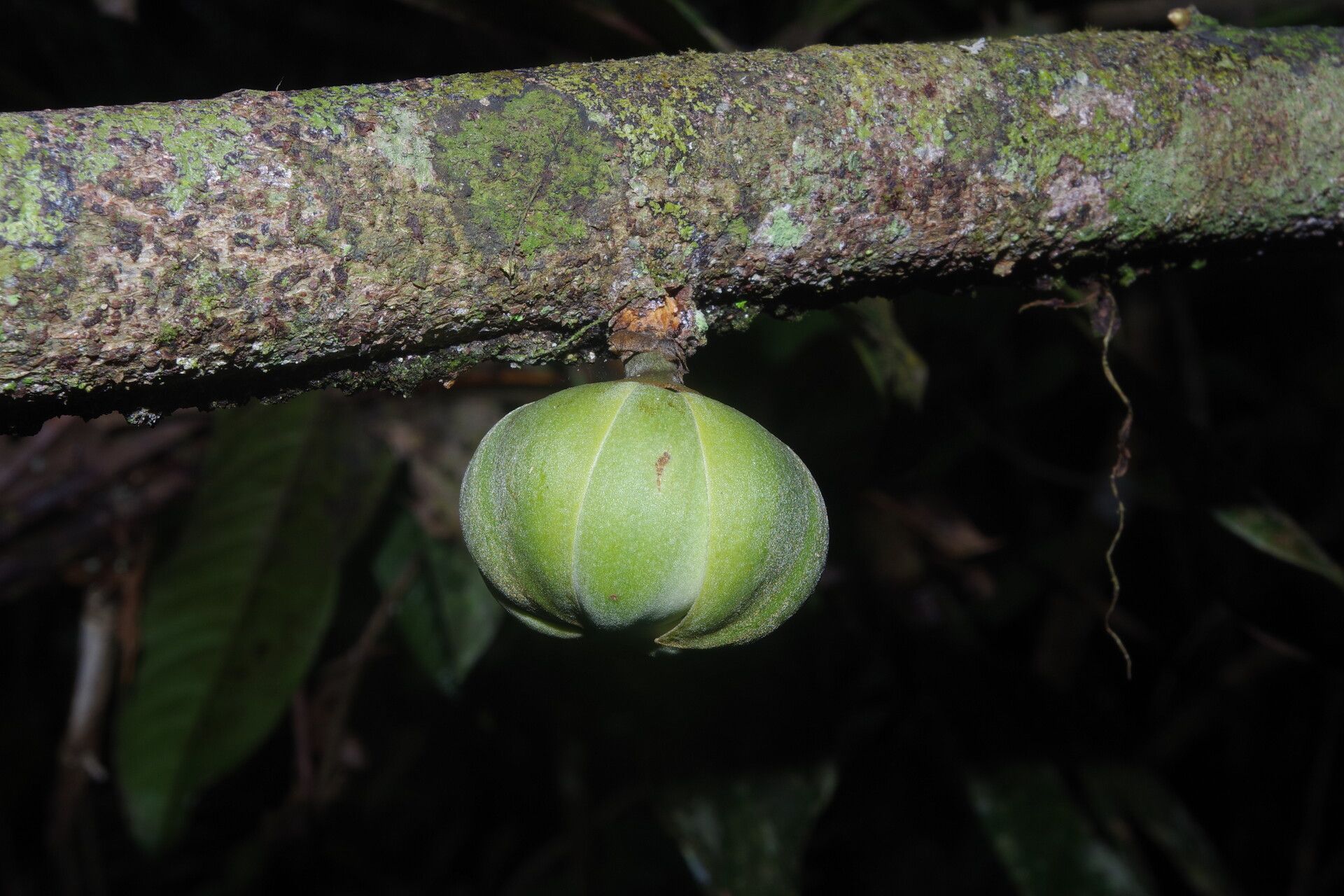 Uvariodendron connivens flower