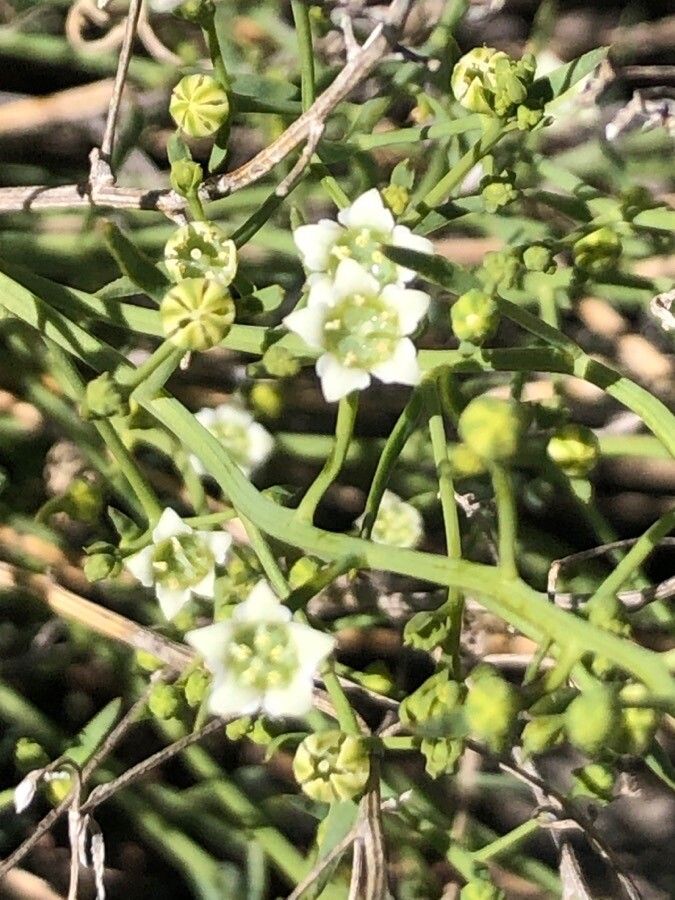 Thesium humifusum flower
