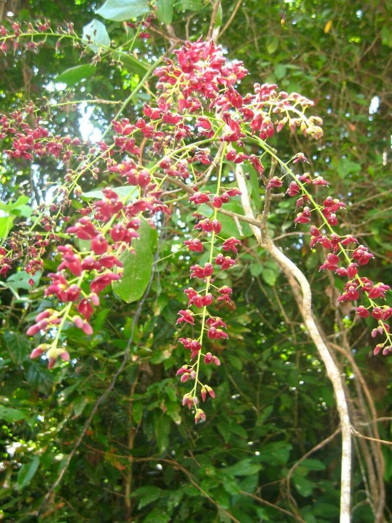 Elattostachys apetala flower