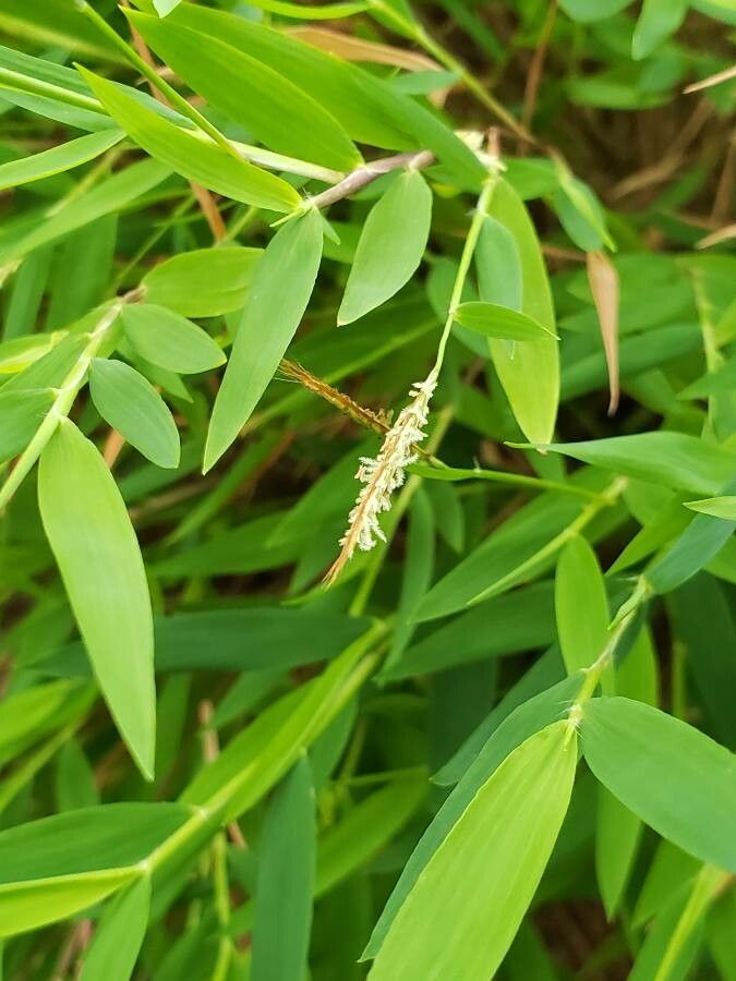 Fargesia murielae flower