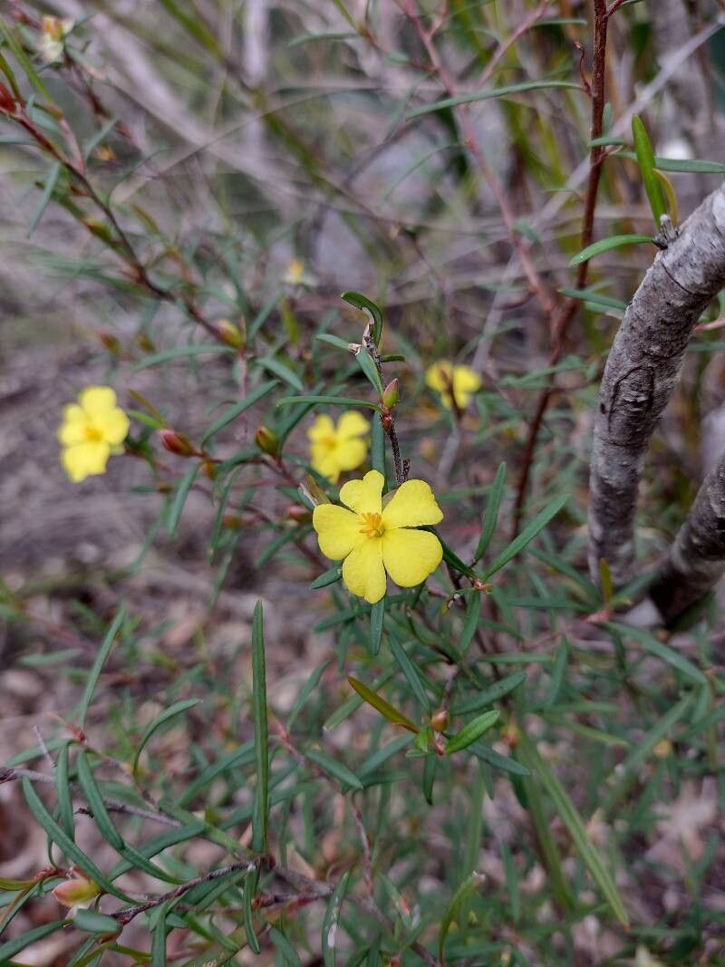 Hibbertia linearis habit