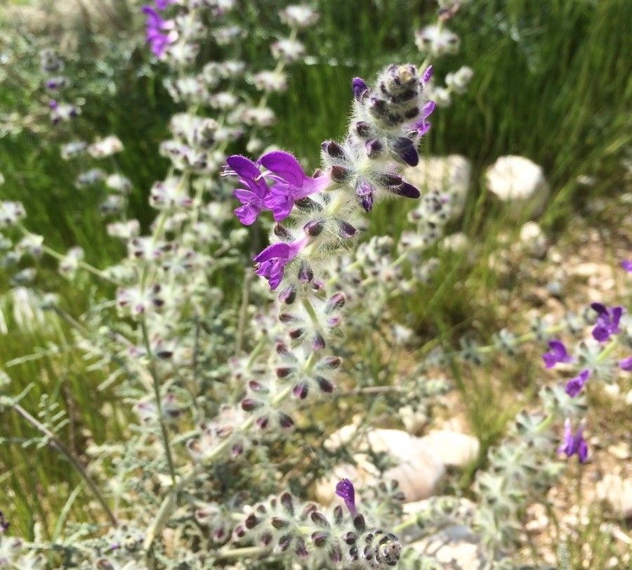 Salvia lanigera flower