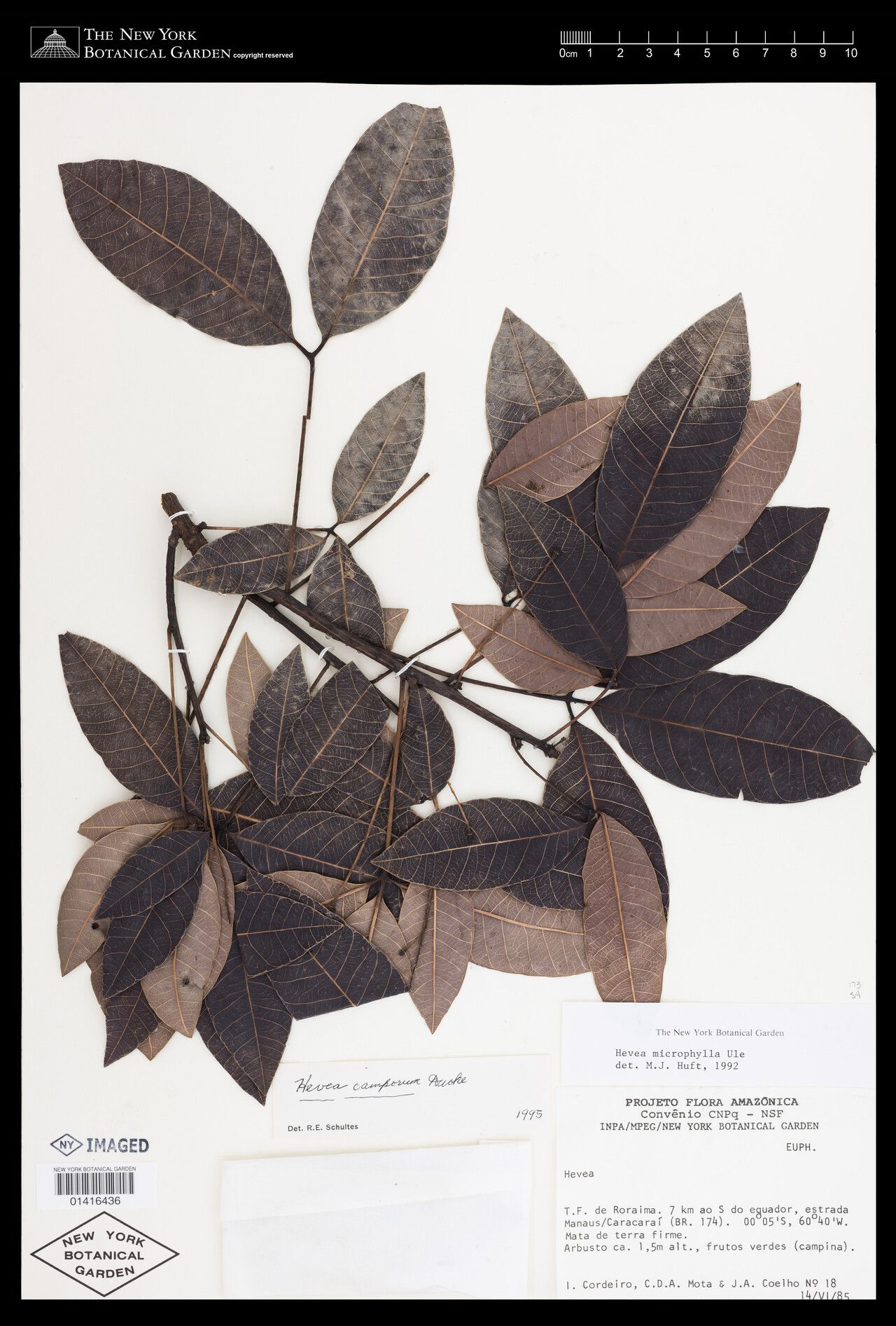 Hevea camporum — related species from the same genus