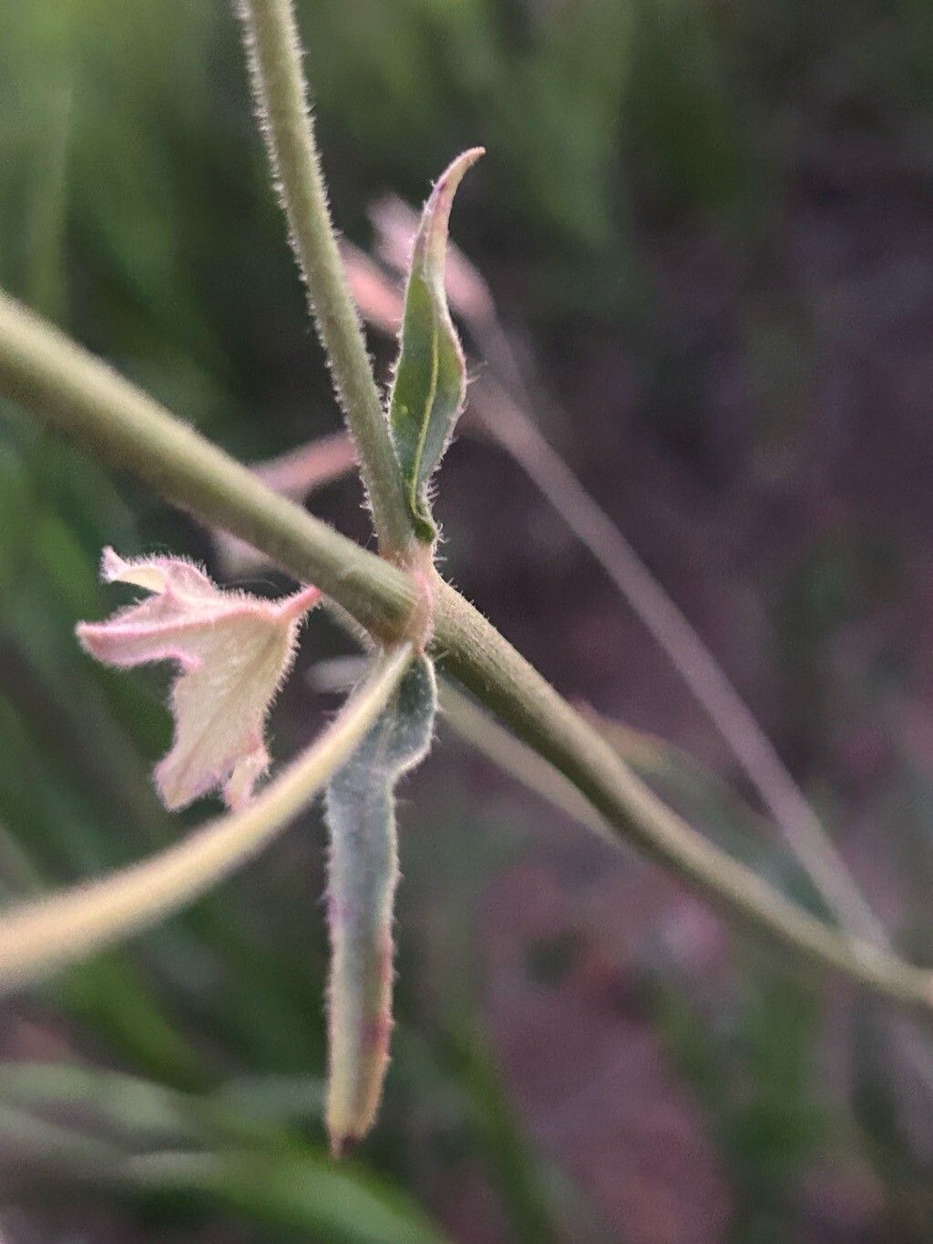 Mirabilis linearis — search result for 'Mirabilis'